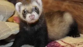 Хорек против Собаки (Battle Ferret VS Dog)