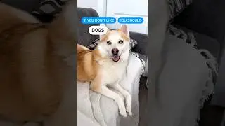 If You Don’t Like Dogs, You Should Do This 😉 Pomsky Dog Ocean #shorts #doglover #youtubeshorts