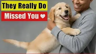 If Your Dog Jumps Up When They See You…  Is What It Really Means