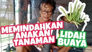 Memindahkan Anakan Tanaman Lidah Buaya