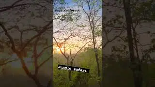 jungle safari with Prashvi 🧿#psikorde #psimom #nagzira #morning #motherhood #familytime