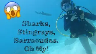 Swimming With A Shark In Marathon | Travel With Me To The Keys, FL