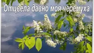 Отцвела давно моя черемуха.