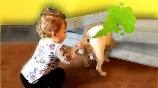 Gatos e Cachorros Peidando ⭐os Sustos mais engraçados de Todos⭐ Animais Engraçados