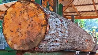amazing project of sawing jumbo mahogany logs full of challenges at the sawmill 