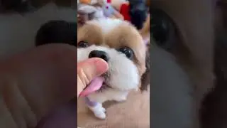 Cute and Funny Shih Tzu Dog 🐶😜😂🤣