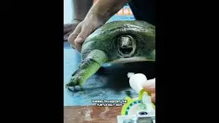 Turtle Anti Bite Mask Explained 