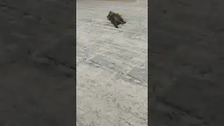 Чарли играет с игрушечной кукурузой 🐈🐈🐈🐈🐈🌽🌽🌽🌽🌽