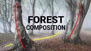 7 SIMPLE forest COMPOSITION tips to IMPROVE your photos