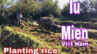 iu mien planting rice season