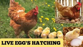 EGG HATCHING LIVE VIDEO 🥚🐣Eggs harvesting#egg #eggs#eggshatching
