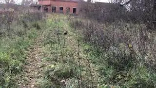 Дерзкий  Енот