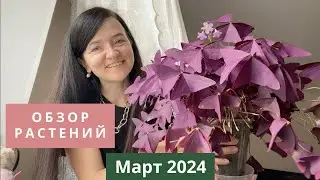 Обзор. Как разрослись мои растения в марте 2024