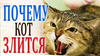 КАК УСПОКОИТЬ КОТА. Злится = Боится?