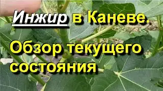 Инжир в Каневе. Инжир �<script data-cfasync=