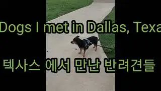 Dogs I met 텍사스에서 만난 반려견들