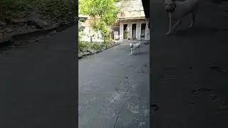 #dog #run #and #running 😲
