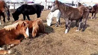 Жеребята кайфуют на солнце, весна уже близко.