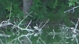 Окресности и водоёмы  г. Людиново -2015 г (7-часть)