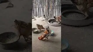 Hermosas Gallinas Ponedoras del Salvador 