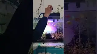 ikan glowfish