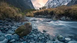 Photographing KEA In FIORDLAND New Zealand