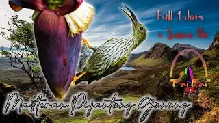 Masteran pijantung gunung gacor tembakan rapat durasi panjang + Suara terapi air