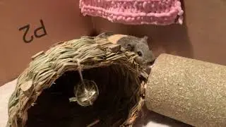 Signs Your Guinea Pig Is Sad, Or Needs to be Taken To The Vet