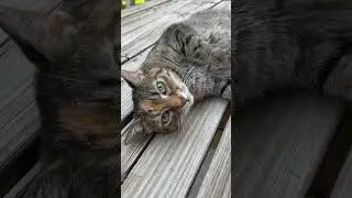 Asking for a friend !! #tabbycat #catlife