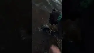 Кане-корсо на рыбалке,Сильвер помощник ! #канекорсо