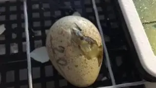 Кеклик. Каменная куропатка.