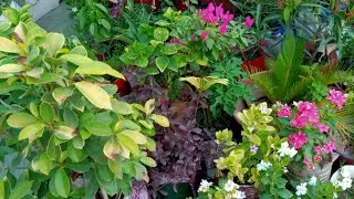 My Simple Garden is live!