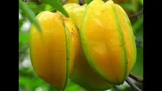 Alporquia de Carambola (retirada e transplante)