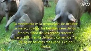 Los reyes del jamón COURS
