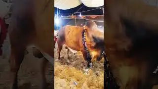 Heavy Big Bull 🐂😱 || Eid Ul Adha 2024 #cow #animal #cattles #cow-Qurbani #religion #viral #shorts