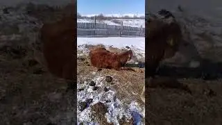 обзор нового бычка !