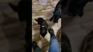 Funny dogs trying to get the cheese. #lol #dog