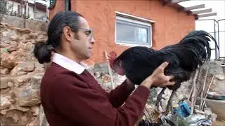 Tavuklara Horozlara Yem Verme