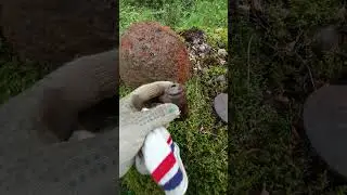 Коп по войне 1941 #metaldetecting #коп