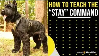 How to teach the “stay” command