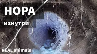 HOLE: muskrat and the secret life of animals 5 minutes before falling into the jaws of a predator