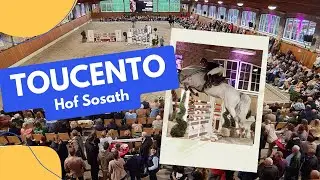 Springhengst TOUCENTO - Hof Sosath - Toulon x Cento x Gottwald