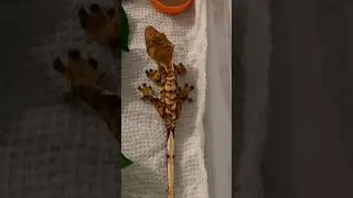 Hand Feeding Tiger Gecko | #shorts