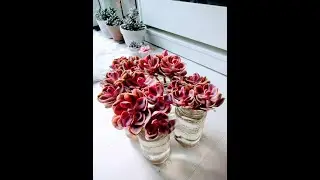Korea Imported Echeveria Rainbow Succulents 4 My Christmas Present-All I want is a dish of rainbows!