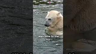 Top 10 Facts About Polar Bears🐻‍❄️ |Top 10 Amazing Facts About Polar Bears| #animalfacts #facts