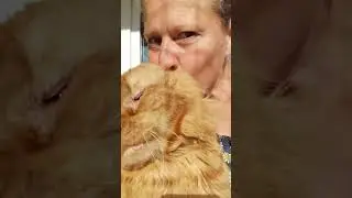 Мейн кун. Кот Джокер. Мой ласковый и нежный кот. Любимка.