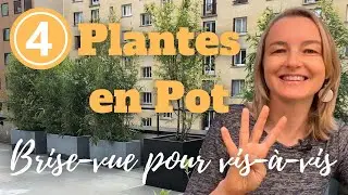 4 plantes en pot brise-vue pour cacher un vis-à-vis