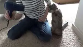 Котейка ловит воздух из фена