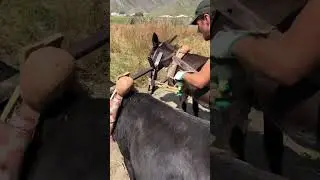Охота на тура