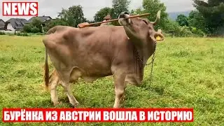 A cow named 
